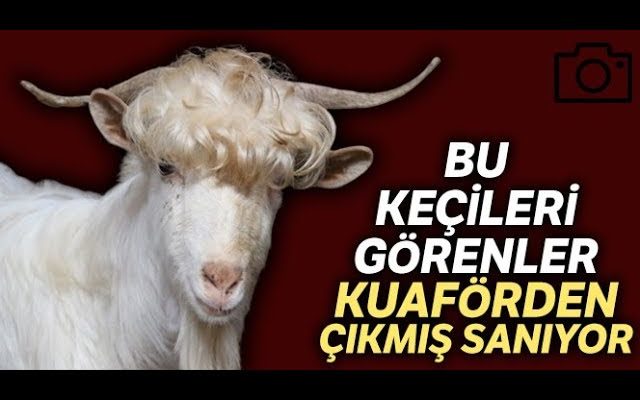 Deli keçinin ilginç serüveni ve bilinmeyen sırları [2026 Uzman Rehberi] - Kapak Görseli