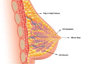 Meme D Sınıfının Anlamı ve Önemi [Uzman Açıklaması 2026] - Kapak Görseli