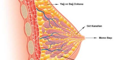 Meme D Sınıfının Anlamı ve Önemi [Uzman Açıklaması 2026] - Kapak Görseli